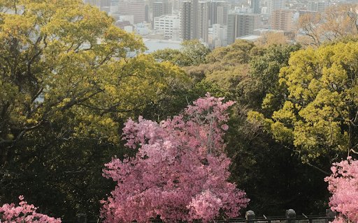 Pink Cherry Blossoms in a Park  from Chrome web store to be run with OffiDocs Chromium online