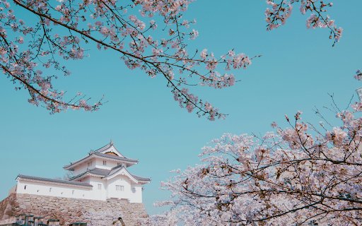 Pink Cherry Blossoms Under a Clear Blue Sky  from Chrome web store to be run with OffiDocs Chromium online Pink Cherry Blossoms Under a Clear Blue Sky  from Chrome web store to be run with OffiDocs Chromium online