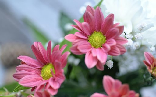 Pink Chrysanthemum  from Chrome web store to be run with OffiDocs Chromium online