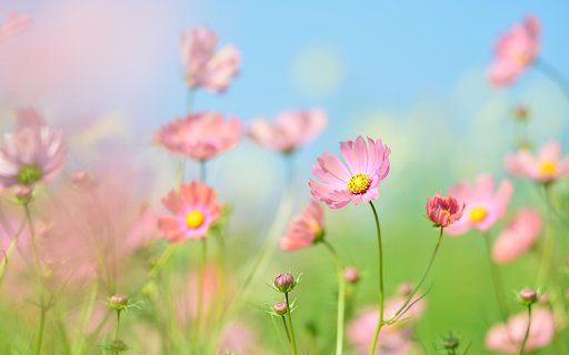 Pink chrysanthemum garden  from Chrome web store to be run with OffiDocs Chromium online