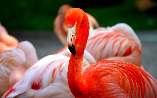 Pink Crane  from Chrome web store to be run with OffiDocs Chromium online