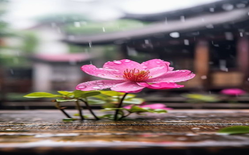 Pink flower in the rain wallpaper  from Chrome web store to be run with OffiDocs Chromium online