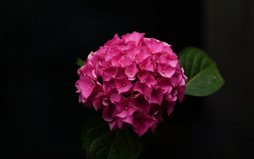 pink flowers  from Chrome web store to be run with OffiDocs Chromium online