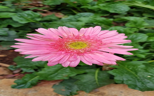 Pink Gerbera Wallpaper  from Chrome web store to be run with OffiDocs Chromium online