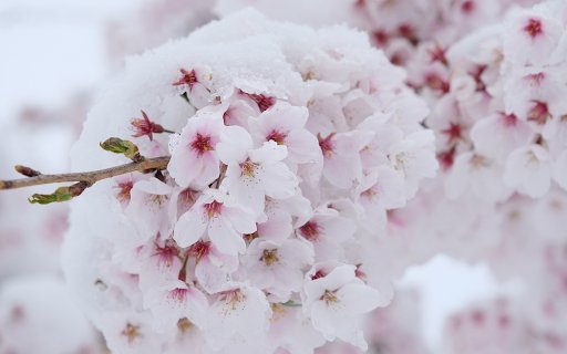 Pinkish white flower stems  from Chrome web store to be run with OffiDocs Chromium online
