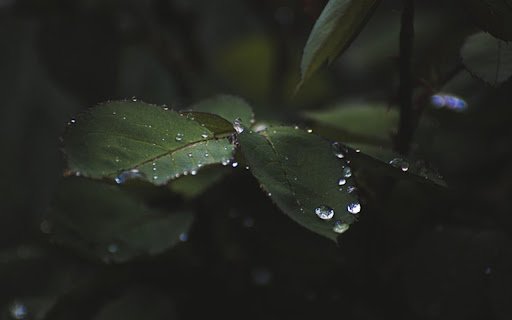 PINK LEAF THEME  from Chrome web store to be run with OffiDocs Chromium online