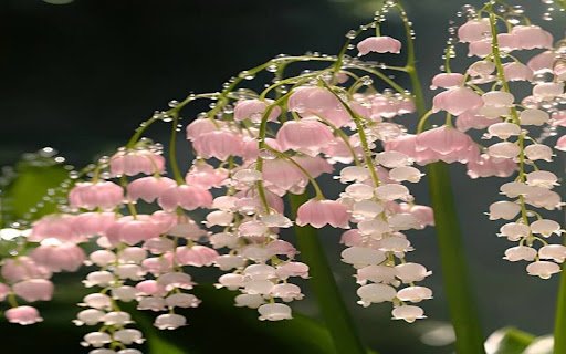 pink lily of the valley wallpaper  from Chrome web store to be run with OffiDocs Chromium online