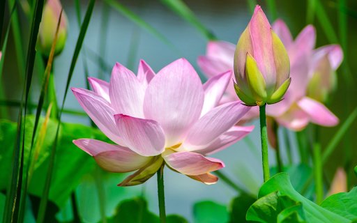 pink Lotus  from Chrome web store to be run with OffiDocs Chromium online
