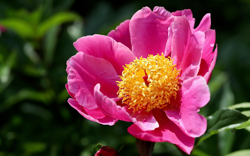 Pink Lotus Peony  from Chrome web store to be run with OffiDocs Chromium online