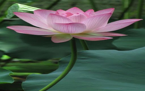 pink lotus wallpaper  from Chrome web store to be run with OffiDocs Chromium online