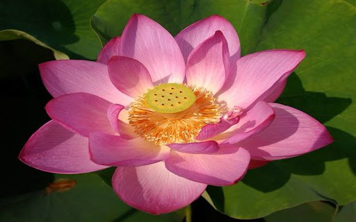 pink lotus wallpaper  from Chrome web store to be run with OffiDocs Chromium online