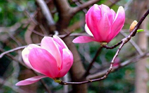 Pink magnolia wallpaper  from Chrome web store to be run with OffiDocs Chromium online