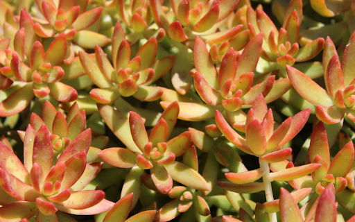 Pink orange stone lotus  from Chrome web store to be run with OffiDocs Chromium online