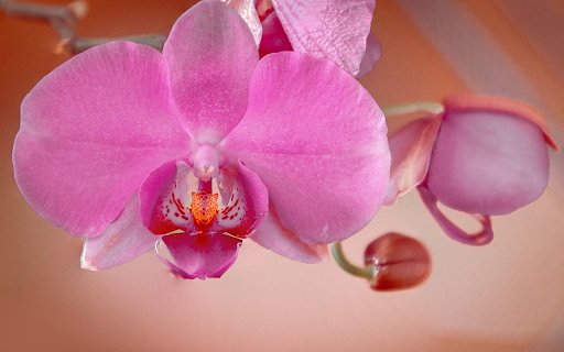 Pink orchids from Chrome web store to be run with OffiDocs Chromium online Pink orchids from Chrome web store to be run with OffiDocs Chromium online