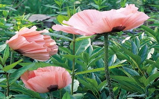Pink Poppy Wallpaper  from Chrome web store to be run with OffiDocs Chromium online