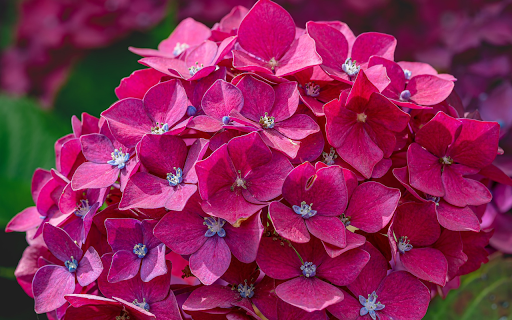 Pink purple flower  from Chrome web store to be run with OffiDocs Chromium online