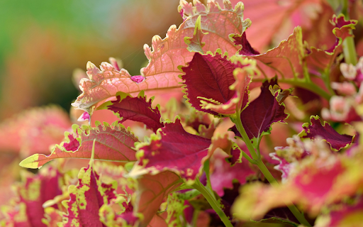 Pink purple leaf  from Chrome web store to be run with OffiDocs Chromium online