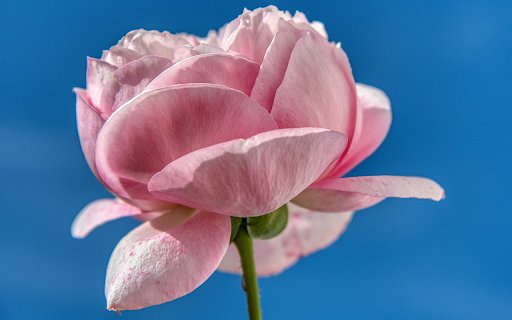 Pink rose  from Chrome web store to be run with OffiDocs Chromium online