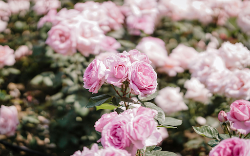 Pink Roses  from Chrome web store to be run with OffiDocs Chromium online