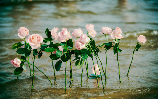 Pink Roses Magic  from Chrome web store to be run with OffiDocs Chromium online