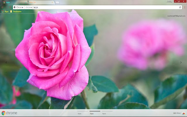 Pink Rose Spring de Chrome web store se ejecutará con OffiDocs Chromium en línea