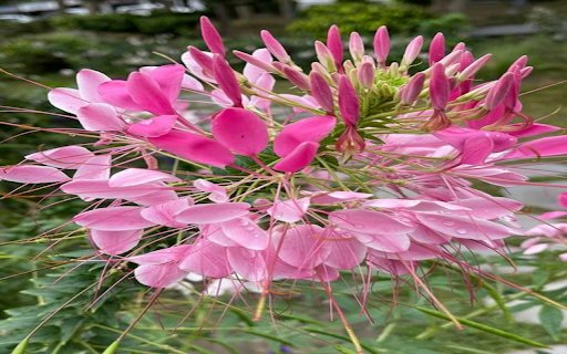 Pink Spider Flower Wallpaper  from Chrome web store to be run with OffiDocs Chromium online