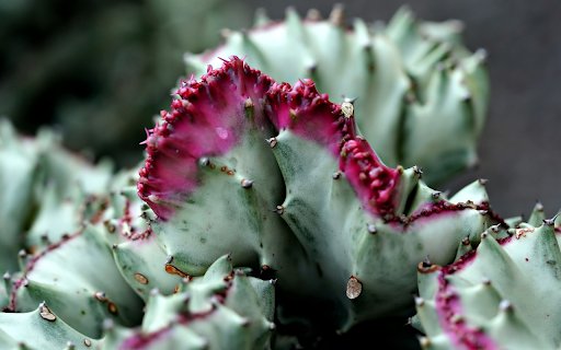 Pink thorn cactus  from Chrome web store to be run with OffiDocs Chromium online