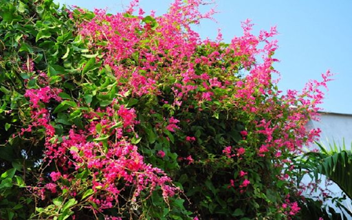 pink tigon flower wallpaper  from Chrome web store to be run with OffiDocs Chromium online