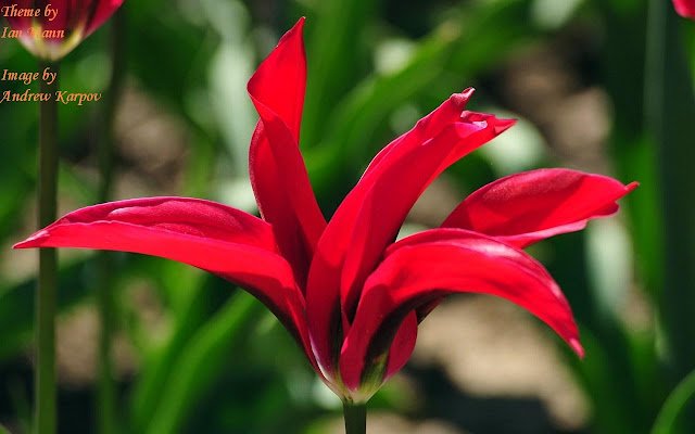 Pink Tulip ຈາກຮ້ານເວັບ Chrome ທີ່ຈະດໍາເນີນການກັບ OffiDocs Chromium ອອນໄລນ໌