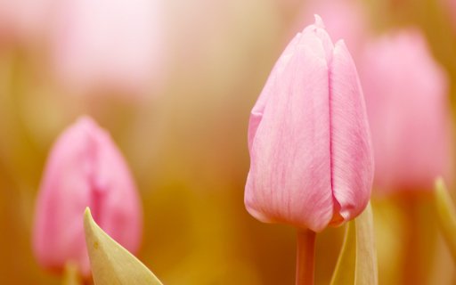 Pink Tulip Glow  from Chrome web store to be run with OffiDocs Chromium online