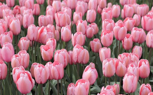 pink tulips  from Chrome web store to be run with OffiDocs Chromium online