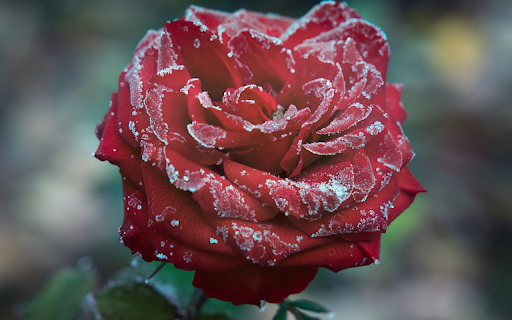 Pink velvet and ice and snow  from Chrome web store to be run with OffiDocs Chromium online