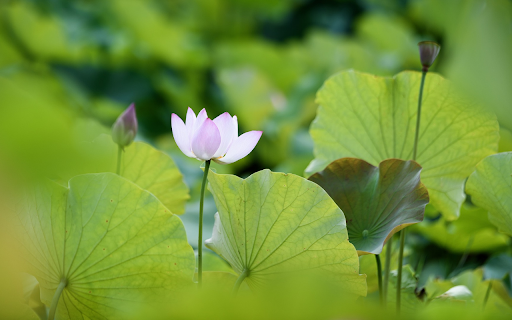 Pink white lotus  from Chrome web store to be run with OffiDocs Chromium online