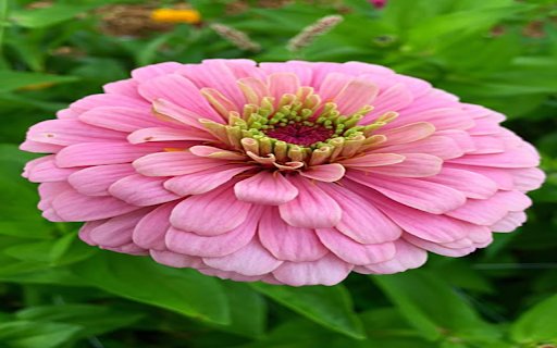 Pink Zinnia Wallpaper from Chrome web store to be run with OffiDocs Chromium online Pink Zinnia Wallpaper from Chrome web store to be run with OffiDocs Chromium online