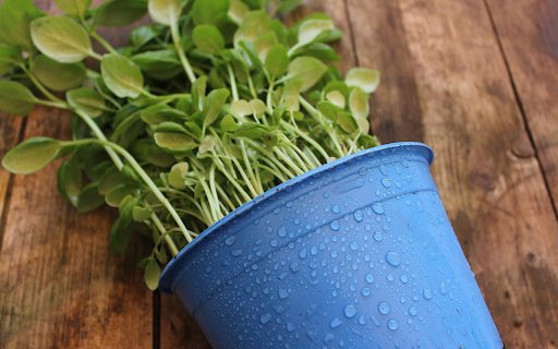 Plant nursery pots  from Chrome web store to be run with OffiDocs Chromium online