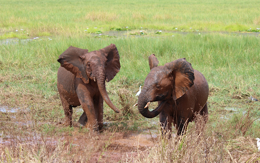 Playful Elephants  from Chrome web store to be run with OffiDocs Chromium online