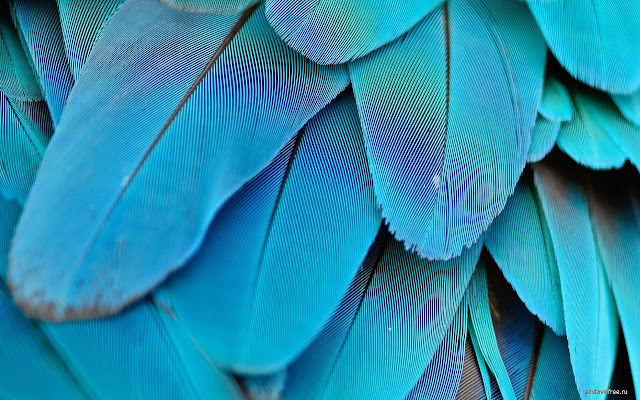 plumage ຈາກ Chrome web store ທີ່ຈະດໍາເນີນການກັບ OffiDocs Chromium ອອນໄລນ໌