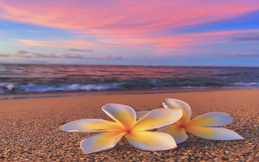 plumeria flower on the beach wallpaper  from Chrome web store to be run with OffiDocs Chromium online