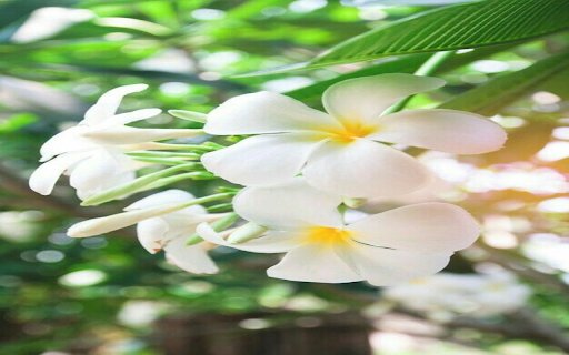 Plumeria flower wallpaper  from Chrome web store to be run with OffiDocs Chromium online