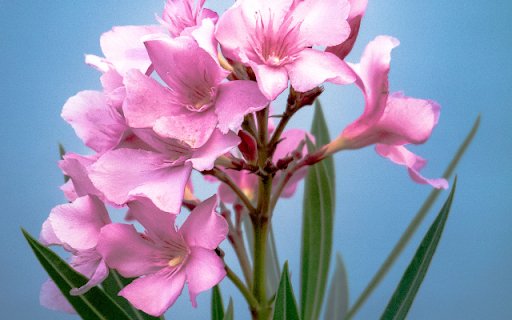 Plumeria on Sky Blue Background  from Chrome web store to be run with OffiDocs Chromium online