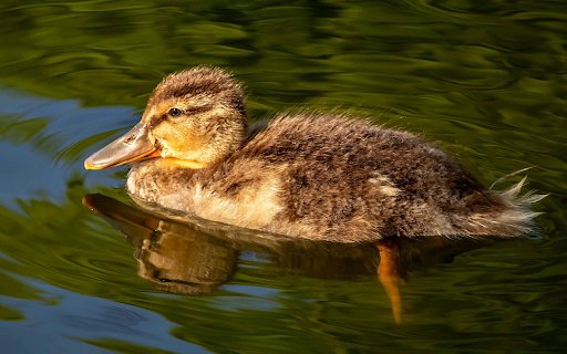 Plump Duck  from Chrome web store to be run with OffiDocs Chromium online