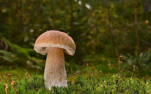 Plump mushroom  from Chrome web store to be run with OffiDocs Chromium online