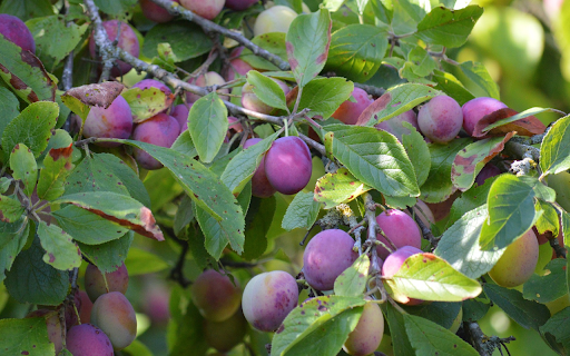 Plums are in good season  from Chrome web store to be run with OffiDocs Chromium online