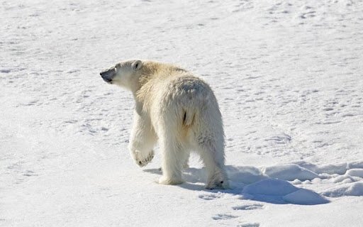 POLAR BEAR THEME  from Chrome web store to be run with OffiDocs Chromium online