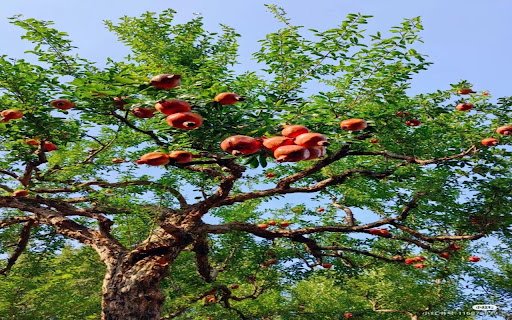 pomegranate tree wallpaper  from Chrome web store to be run with OffiDocs Chromium online