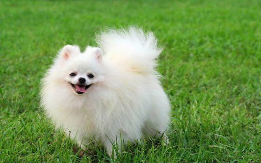 Pomeranian Dog  from Chrome web store to be run with OffiDocs Chromium online