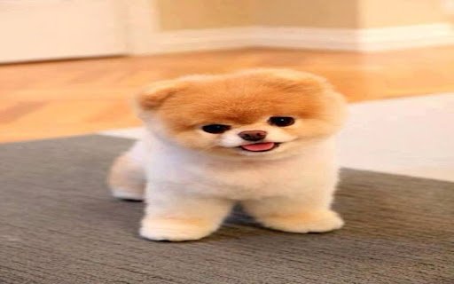 Pomeranian dog wallpaper  from Chrome web store to be run with OffiDocs Chromium online