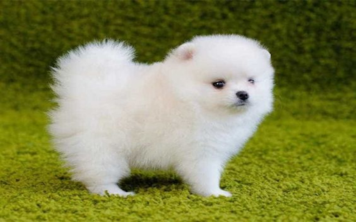 Pomeranian Wallpaper  from Chrome web store to be run with OffiDocs Chromium online