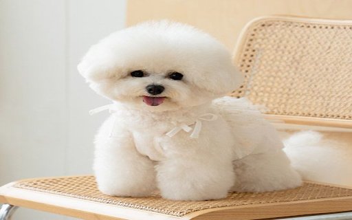 Poodle Dog Wallpaper from Chrome web store to be run with OffiDocs Chromium online Poodle Dog Wallpaper from Chrome web store to be run with OffiDocs Chromium online