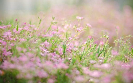 Portulaca grandiflora  from Chrome web store to be run with OffiDocs Chromium online